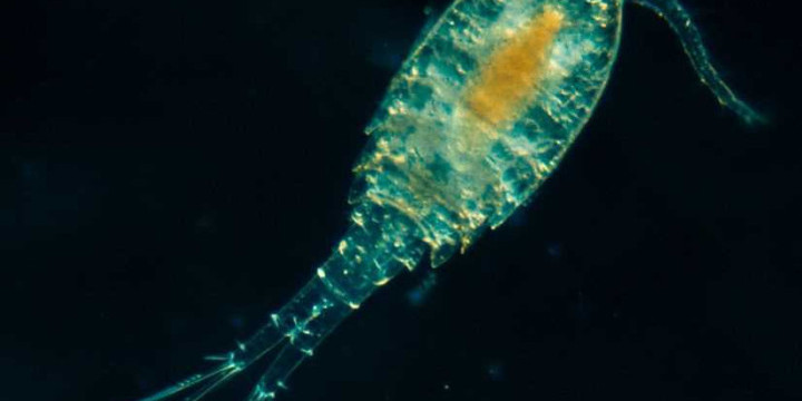 Планктон - откройте для себя удивительный мир невидимых организмов в океанах
