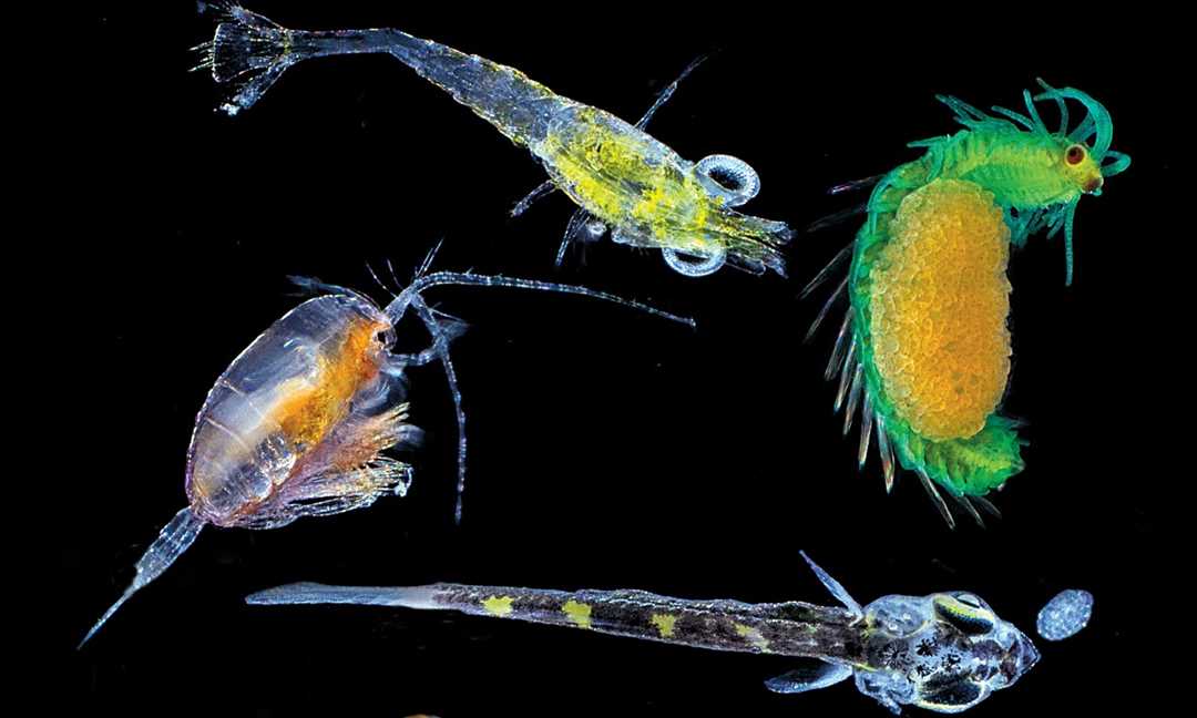 Связь зоопланктона с бентосом